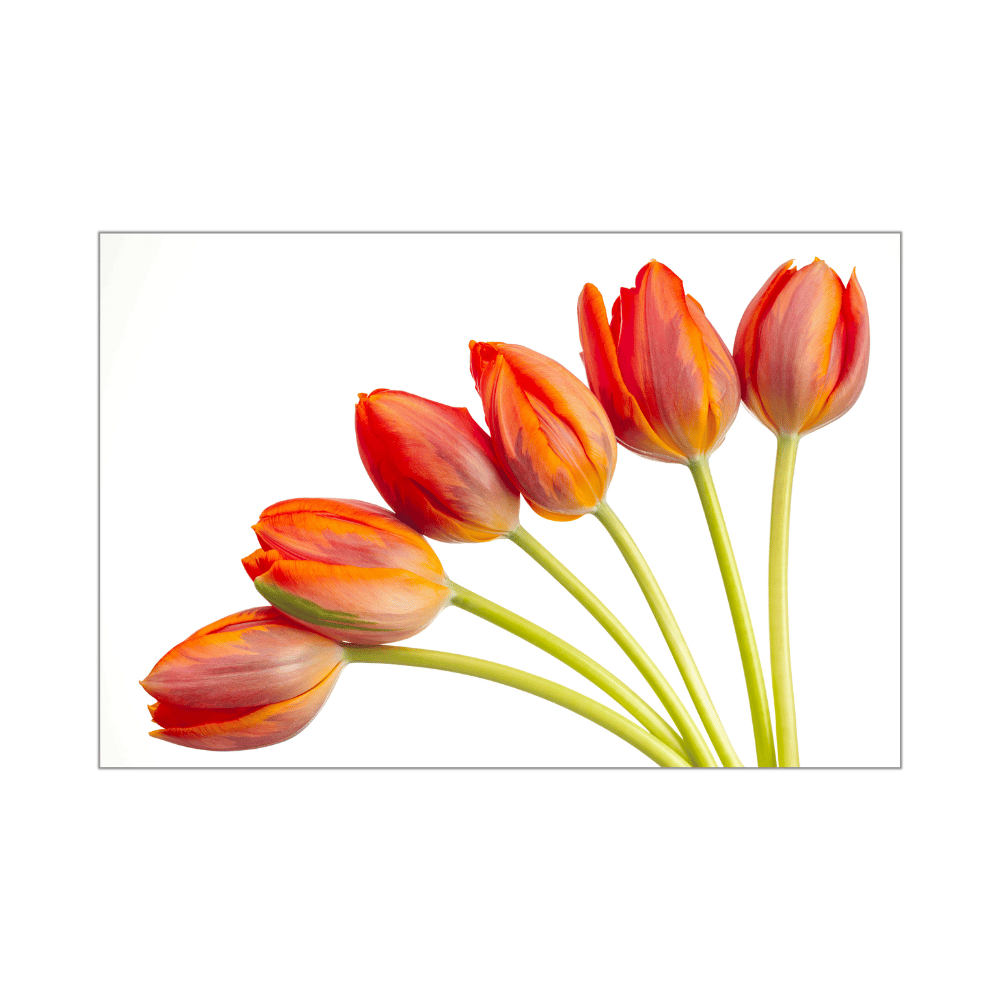 Leinwandbild "Rote Tulpen"