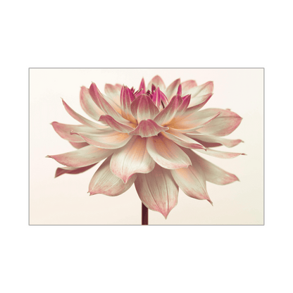 Leinwandbild "Rosa Dahlie"